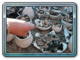 029-wood shavings