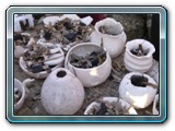DSCN5269