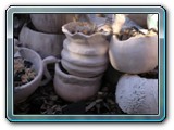 DSCN5279