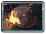 DSCN5300